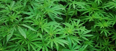 What Should We Tell Our Patients About Marijuana?